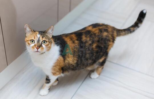 прямая встроенная кухня с глянцевыми фасадами в светлых оттенках 